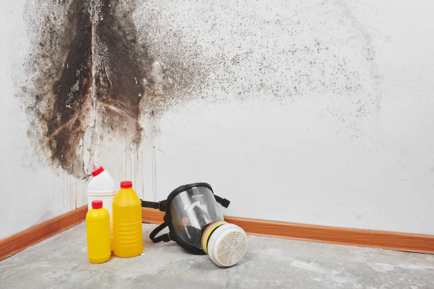 Best Commercial Mold Removal  in Waterville, MN