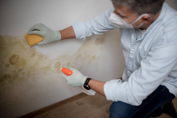 Office Mold Removal Services in Waterville, MN