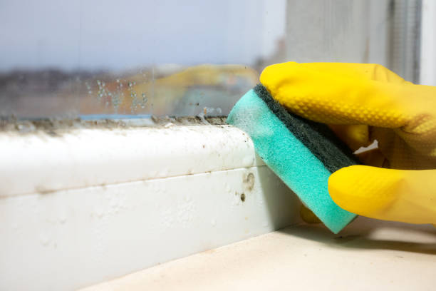 Best Commercial Mold Removal  in Waterville, MN