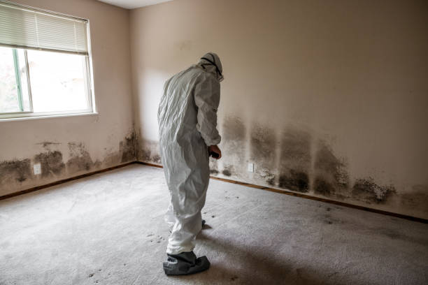 Mold Testing and Removal in Waterville, MN
