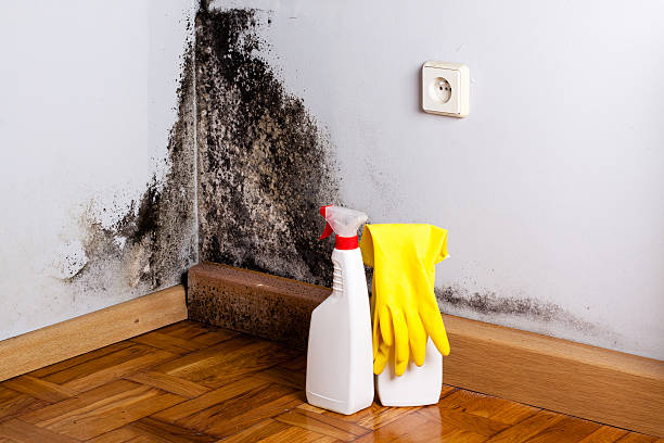 Best Mold Damage Repair  in Waterville, MN