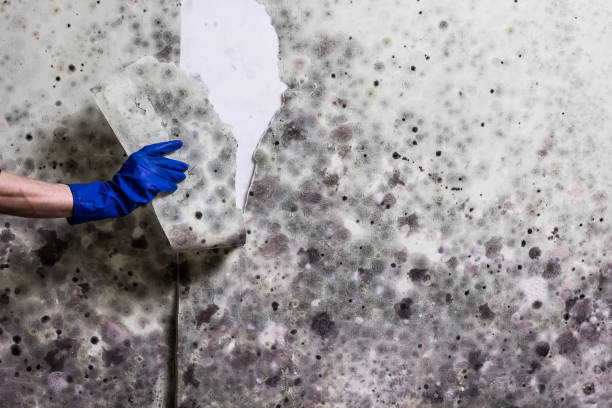 Best Best Mold Removal Companies  in Waterville, MN