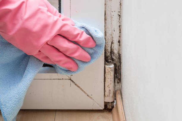 Best Certified Mold Removal  in Waterville, MN