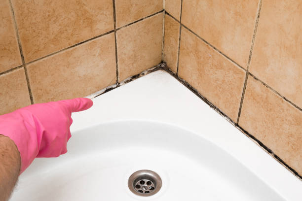 Best Professional Mold Removal  in Waterville, MN