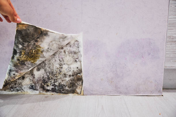 Best Mold Remediation  in Waterville, MN